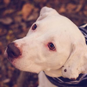 Close-up portrait of dog