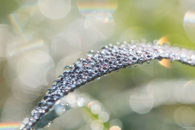 Close-up of water drops on purple leaf