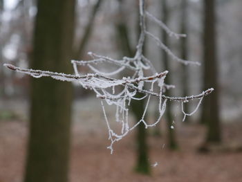 Close-up of spider web during winter