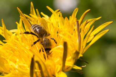 Close-up of bee pollinating on yellow flower