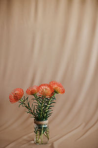 Close-up of flower on beige background