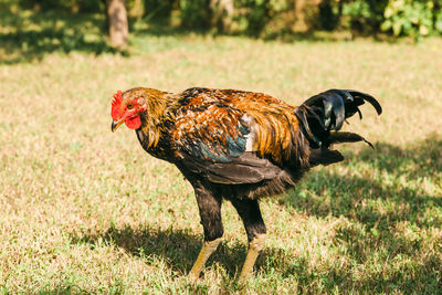 View of a rooster on land