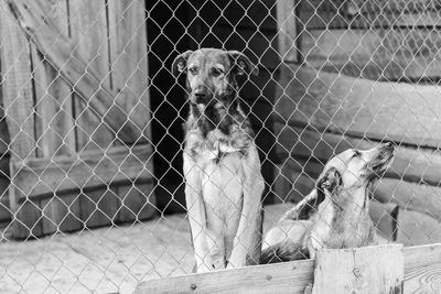 Dog looking through chainlink fence