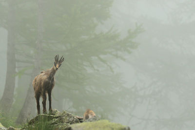 View of giraffe in the forest