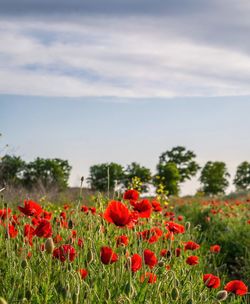 Close-up of red poppy flowers in field