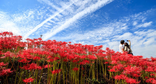 Red flowers growing on field against sky