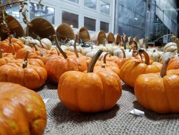 Fresh pumpkins on jute at factory
