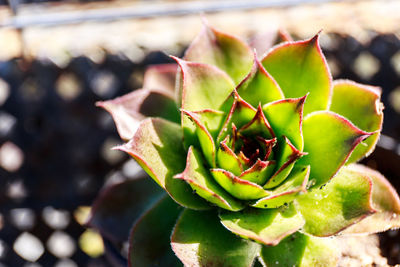 Close-up of succulent plant