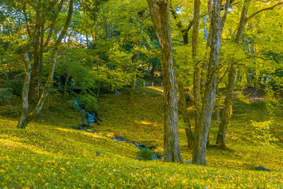 Close-up of fresh green grass against trees