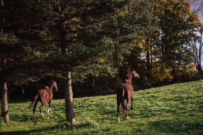 Horse grazing in a field