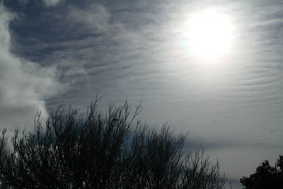 Low angle view of trees against sky