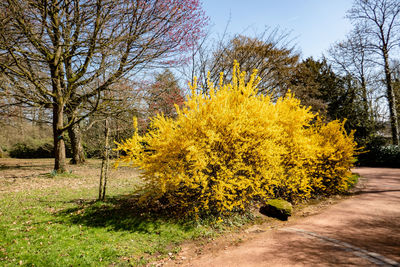 Yellow flowers on road amidst trees during autumn