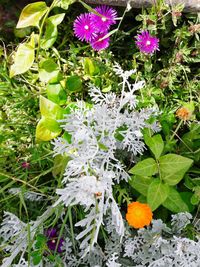 Close-up of flowers blooming in spring