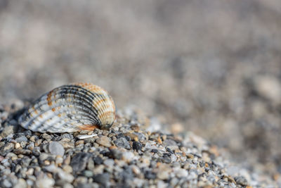 Close-up of insect