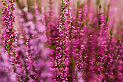 Close-up of purple flowers blooming outdoors