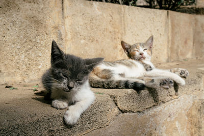 Portrait of cats relaxing