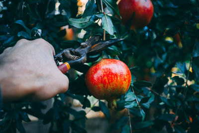 Close-up of hand holding apple