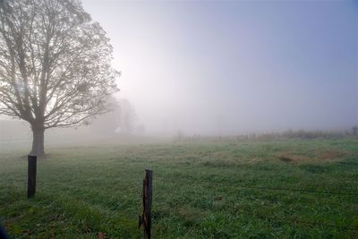 Trees on field against sky during foggy weather