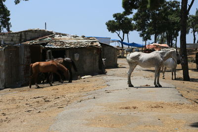 Cow on horse against clear sky