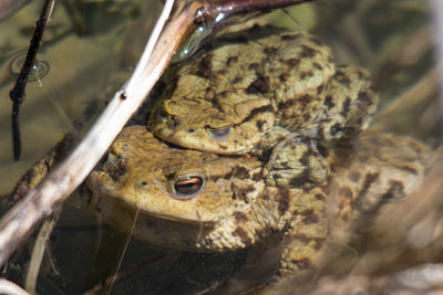 Close-up of frog in water