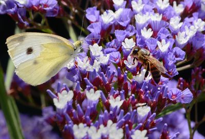 Close-up of bee on purple flowers