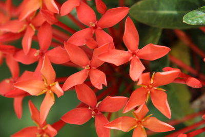 Close-up of flowers