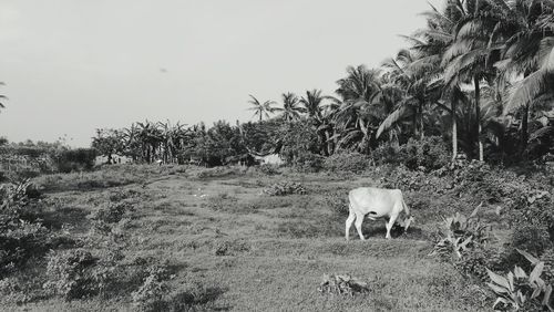 View of a horse on field