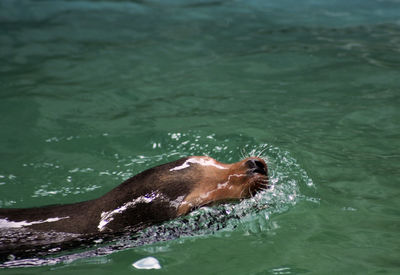 High angle view of sea lion swimming in water