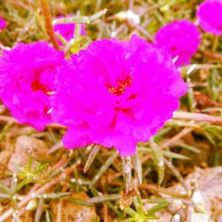 Close-up of pink flowers