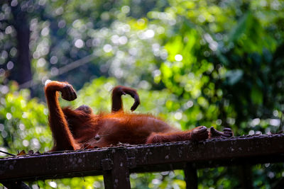 View of a monkey on tree