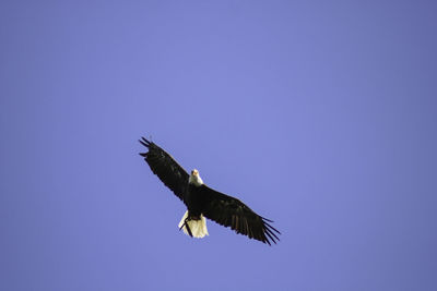 Low angle view of eagle flying against clear blue sky