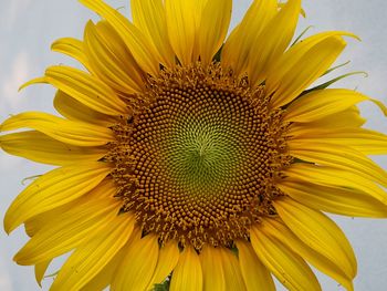 Close-up of sunflower
