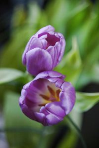 Close-up of pink flower blooming outdoors