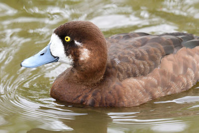 Portrait of a female greater scaup  swimming in the water