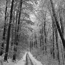 Road passing through forest