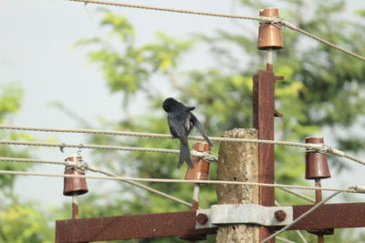 Black drongo bird with two tails sitting on electric line or electric post on the morning