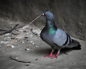 Close-up of bird