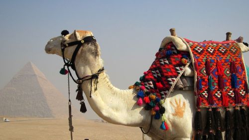 View of camel in desert against sky