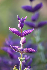 Close-up of purple flowering plant