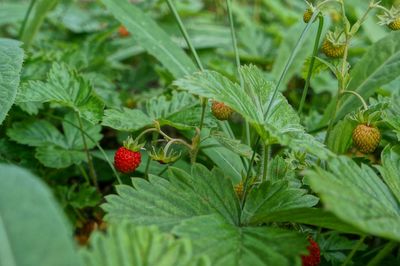 Close-up of cherries on plant