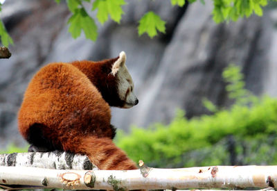 Cute red panda