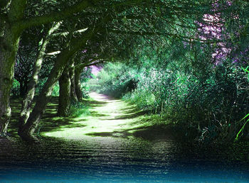 Full frame shot of trees