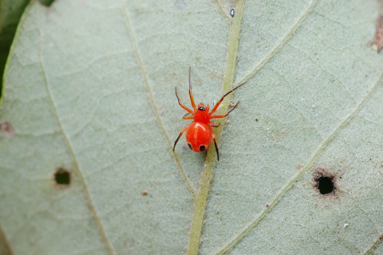 CLOSE-UP OF INSECT ON LEAF