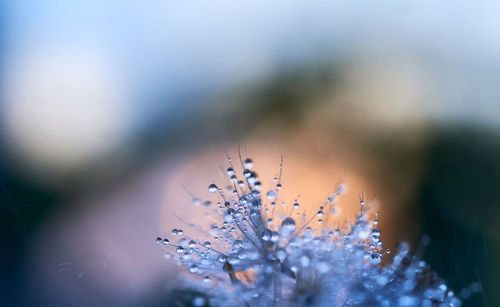 Close-up of frozen plant