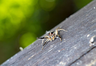 Close-up of spider on wood