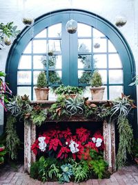 Close-up of potted plants against building