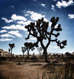 Trees on field against sky