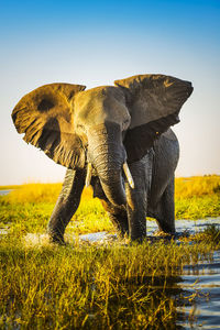 View of elephant on field