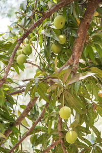 Close-up of fruits growing on tree