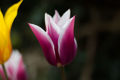 Close-up of pink tulips